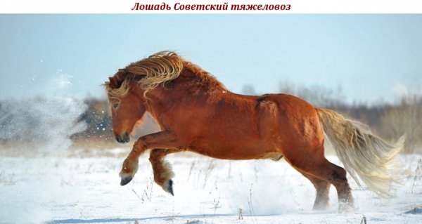 Лошадь Советский тяжеловоз
