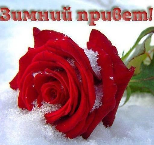 Зимний привет