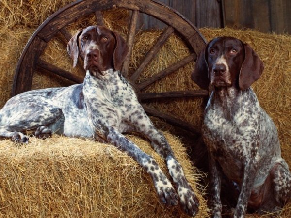 Курцхаар (2)