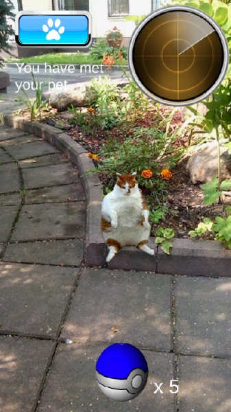 Pocket Cats GO v.1.0