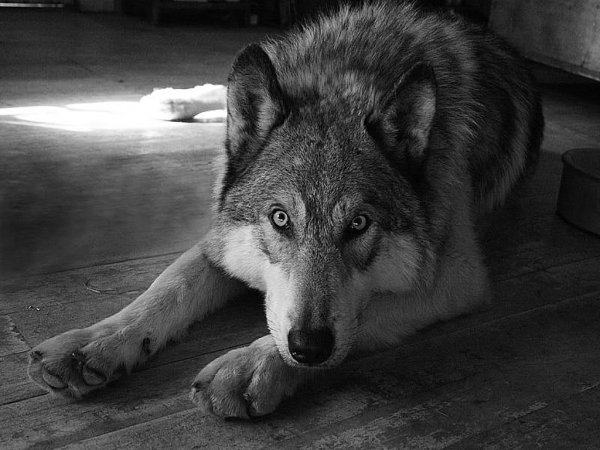 Волк обои ПК