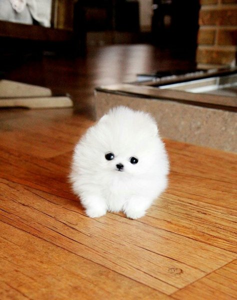 Шпицёныш