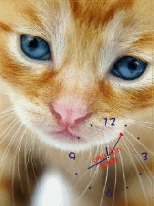 Cat ani