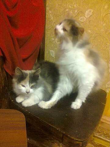 Мои красавицы (3)