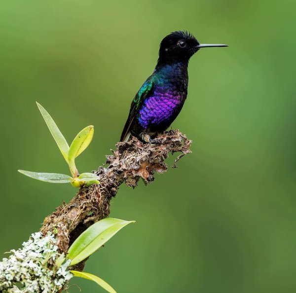 ПУРПУРНЫЙ ВЕНЦЕНОСНЫЙ КОЛИБРИ