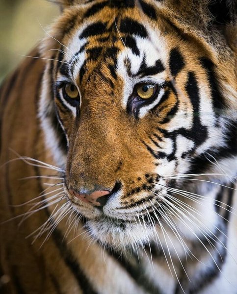 tiger