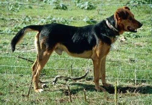 Новозеландская овчарка