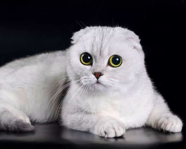 Кошка.. (8)