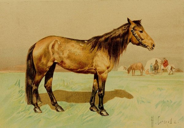 Новая киргизская