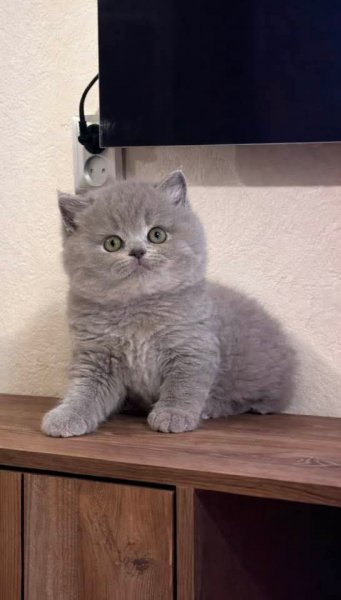 FB IMG 1772377643580