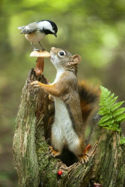 image (84)