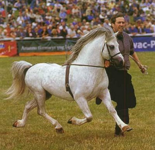 Уэльский горный пони (4)