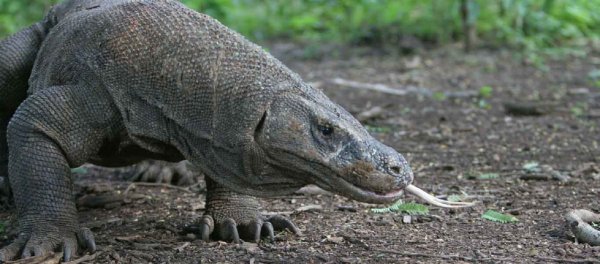 Komodo-Dragon-Indonesia