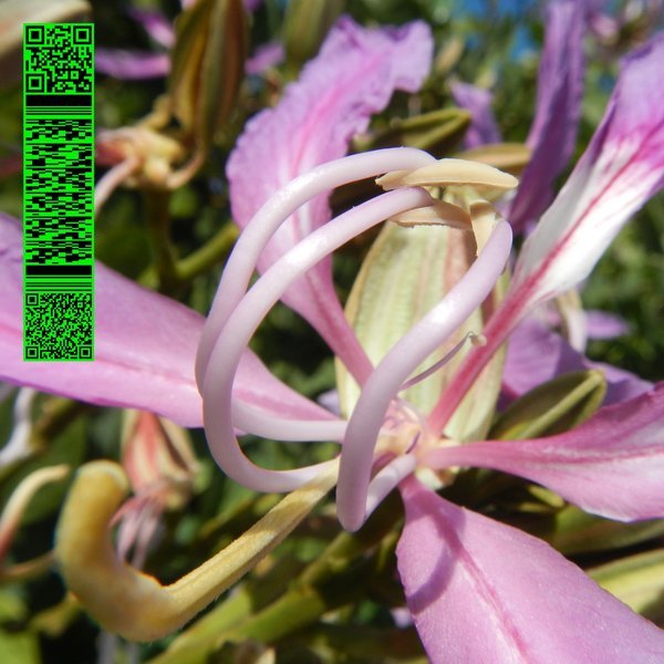 Avalon Emerson - One more fluorescent rush