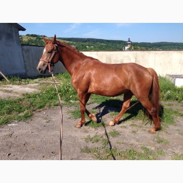 Кобыла 2 года