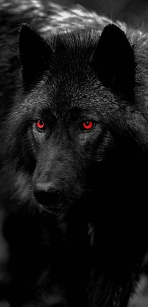 Black red eyed wolf-814f7082-3ce8-4a31-9786-dff1870a47e4