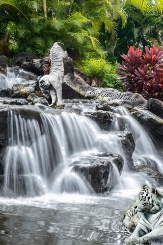 white tigers at the Falls