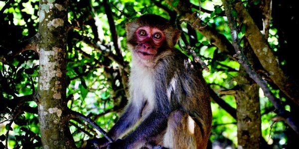 Обезьянки 5