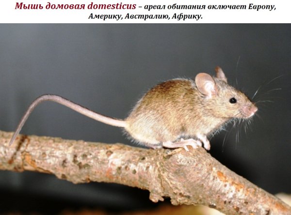 Мышь домовая domesticus