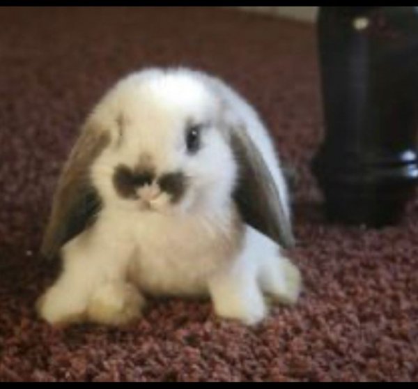 ae2f0dc1331e3467d6598d6ca0