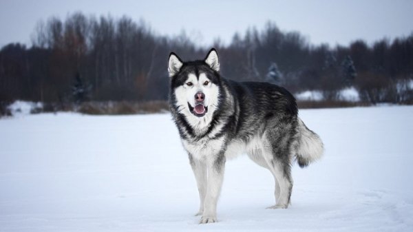 Аляскинский маламут (3)