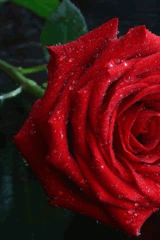 file_75690010