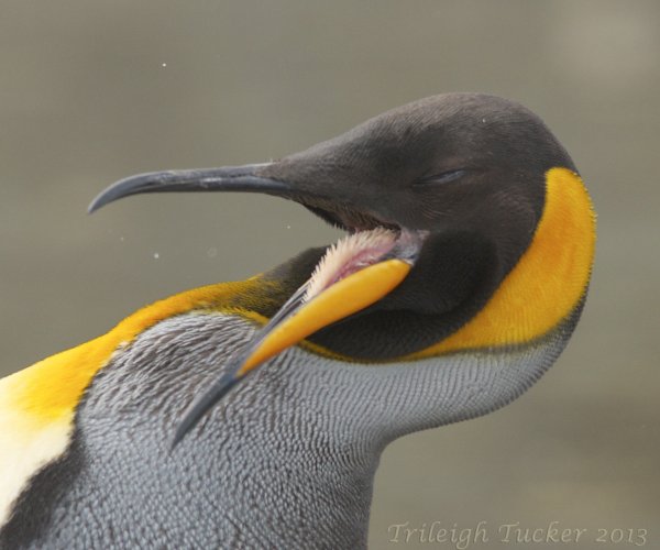 Пингвин императорский