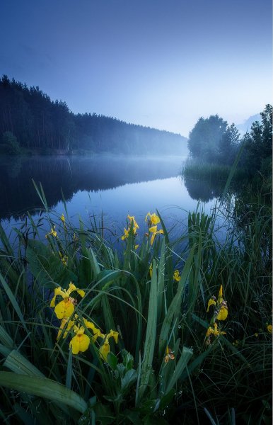 Ирисовое утро