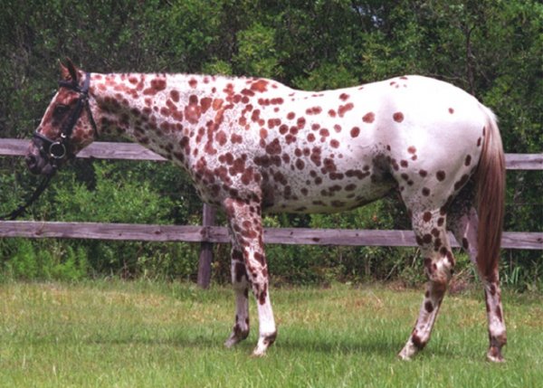 Колорадо рэйнджер (3)