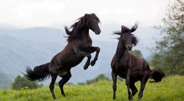Карачаевская порода лошадей (5)