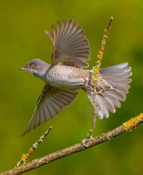 ЯСТРЕБИНАЯ СЛАВКА