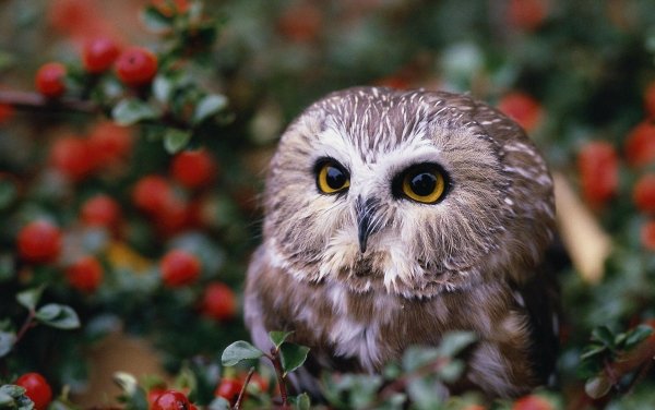 Owl