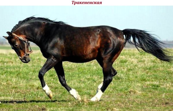 Тракененская лошадь