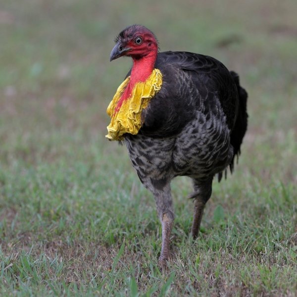 Кустарниковый большеног Australian Brushturkey