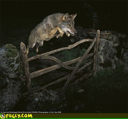 wolf wildlife photo
