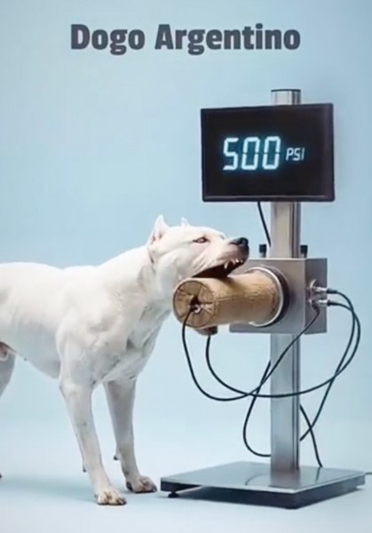 DOGO ARGENTINO