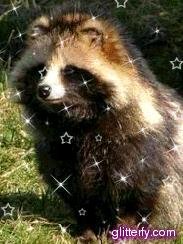 Енотовидка