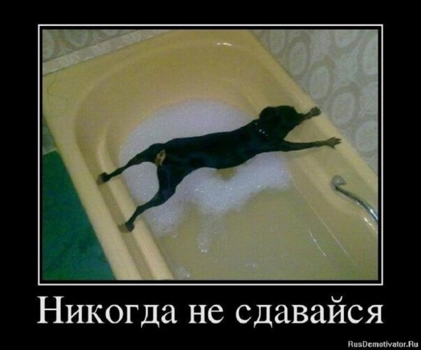 Никогда не сдавайся