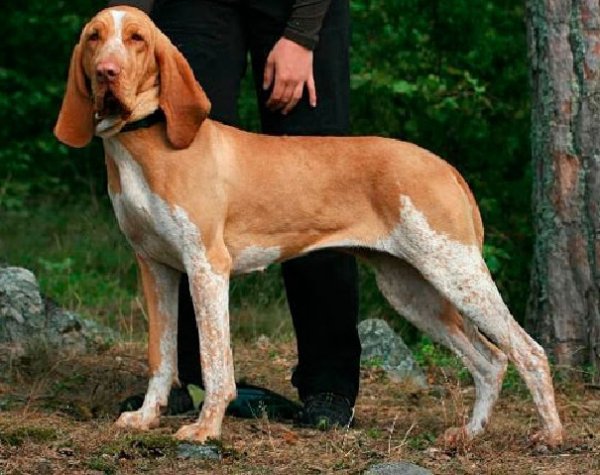 Итальянский бракк