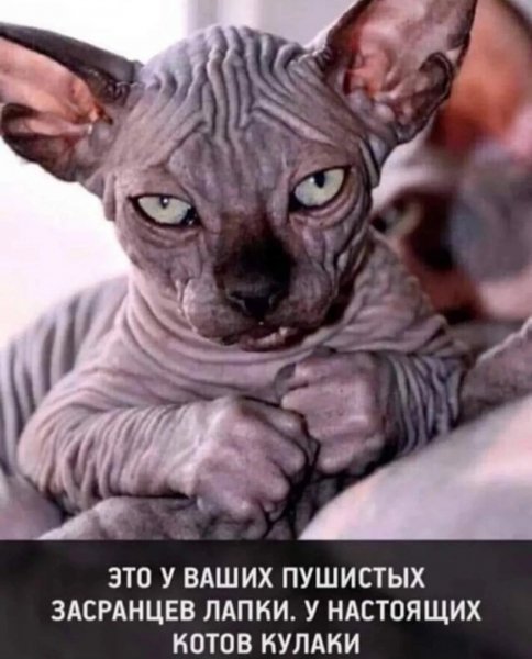 Киса