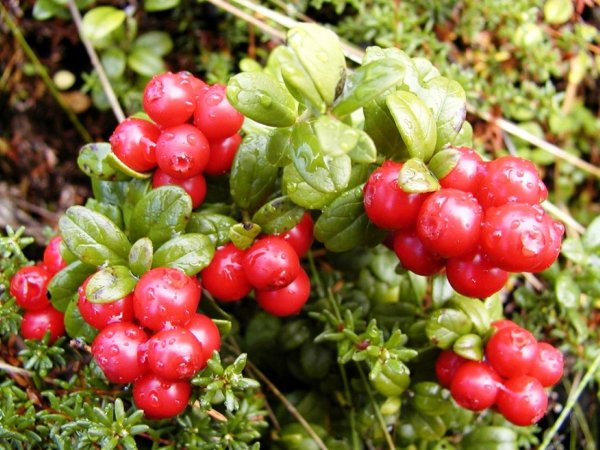 Брусника Эрнтезеген