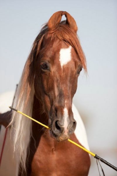 Катхиявари (2)