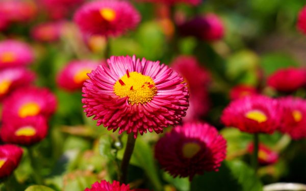 Pink Daisies