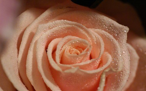 file_86462832