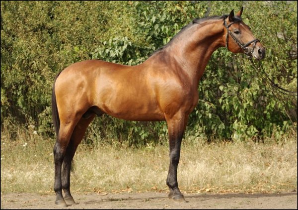 Украинская верховая