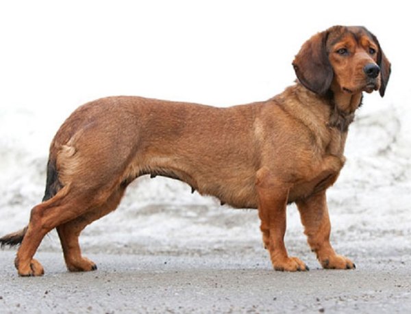 Альпийский таксообразный бракк (4)