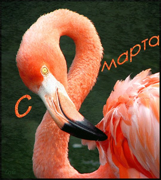 8 МАРТА 060