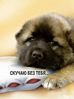 Аним. Песик скучает