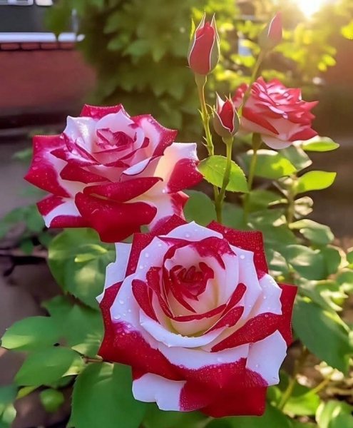 IMG 20250817 080439