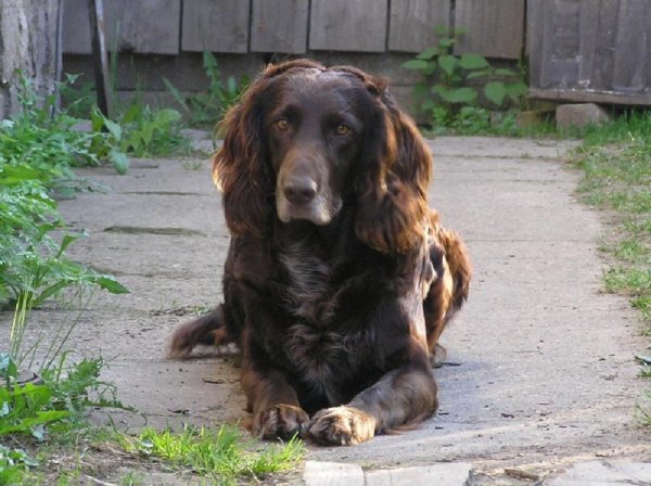 Немецкая перепелиная собака (2)